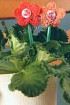 Вязаные крючком грелки с бантиками для яиц Вязаные крючком грелки с бантиками для яиц