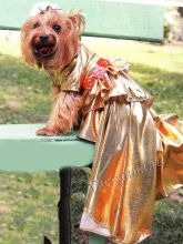 Нарядное платье для собаки
