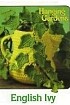 Вязаные цветы - English Ivy