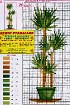 Юкка - Схема для вышивания крестиком