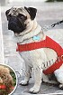 Накидка на спинку собачки - Истинный франт