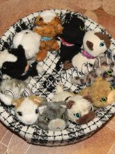 Кроватка для котят