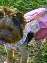 Шьем летнее платье для собачки