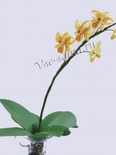 Орхидея в технике квиллинг