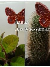 Невесомый крылатый цветок от hanna