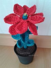 Рождественский цветок, фото