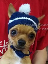 Шапочка для Кекса, фото