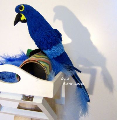 Темно-синий попугай