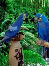 Гиацинтовый Ара, фото Гиацинтовый Ара, фото