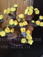 Фото бонсая Фото бонсая