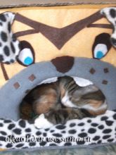 Собачий домик, фото