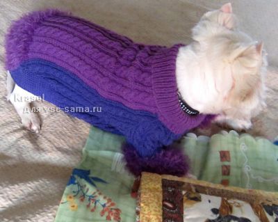 свитер на собаке, фото