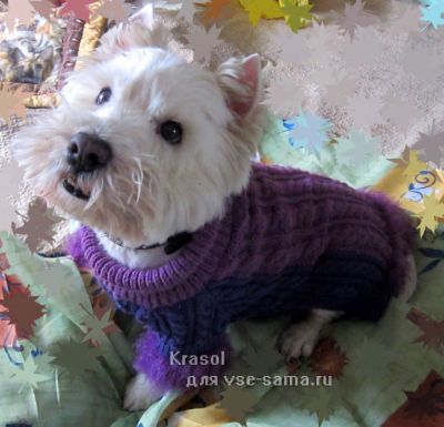 свитер на собаке, фото 2