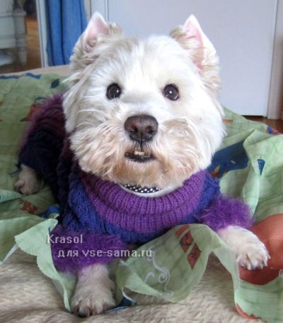 свитер на собаке, фото спереди
