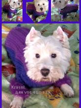 Одежда для любимого Гранда, фото Одежда для любимого Гранда, фото