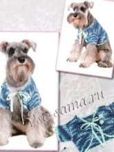 Болеро для собаки - Полосатый рейс