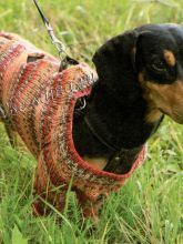 Комбинезон для таксы