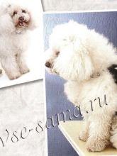 Попона для собаки - Черно-белый романс