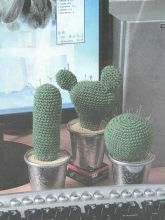 Кактусы-игольницы