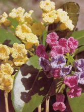 Разноцветный букет крючком