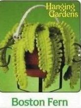 Вязаные цветы - Boston Fern