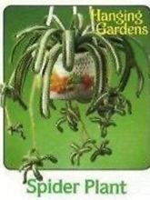 Вязаные цветы - Spider Plant