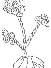 Схема №102 для вышивания лентами