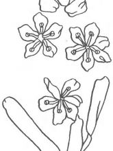 Схема №103 для вышивания лентами