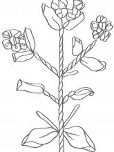 Схема №107 для вышивания лентами