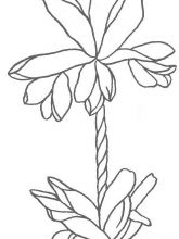 Схема №111 для вышивания лентами