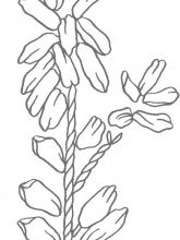 Схема №112 для вышивания лентами