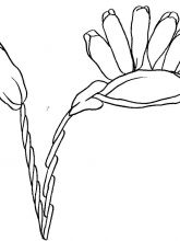 Схема №143 для вышивания лентам