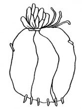 Схема №144 для вышивания лентам