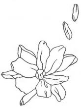 Схема №151 для вышивания лентам