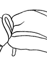 Схема №162 для вышивания лентами