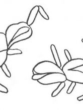 Схема №168 для вышивания лентами