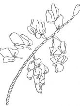 Схема №49 для вышивания лентами