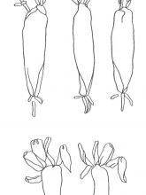 Схема №50 для вышивания лентами