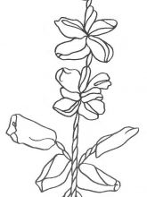 Схема №58 для вышивания лентами