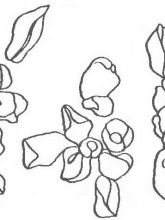 Схема №60 для вышивания лентами