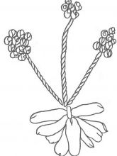 Схема №69 для вышивания лентами