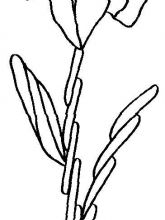 Схема №73 для вышивания лентами