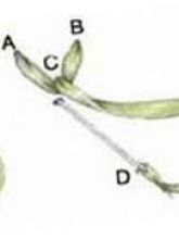 Шов «полупетля с прикрепом»